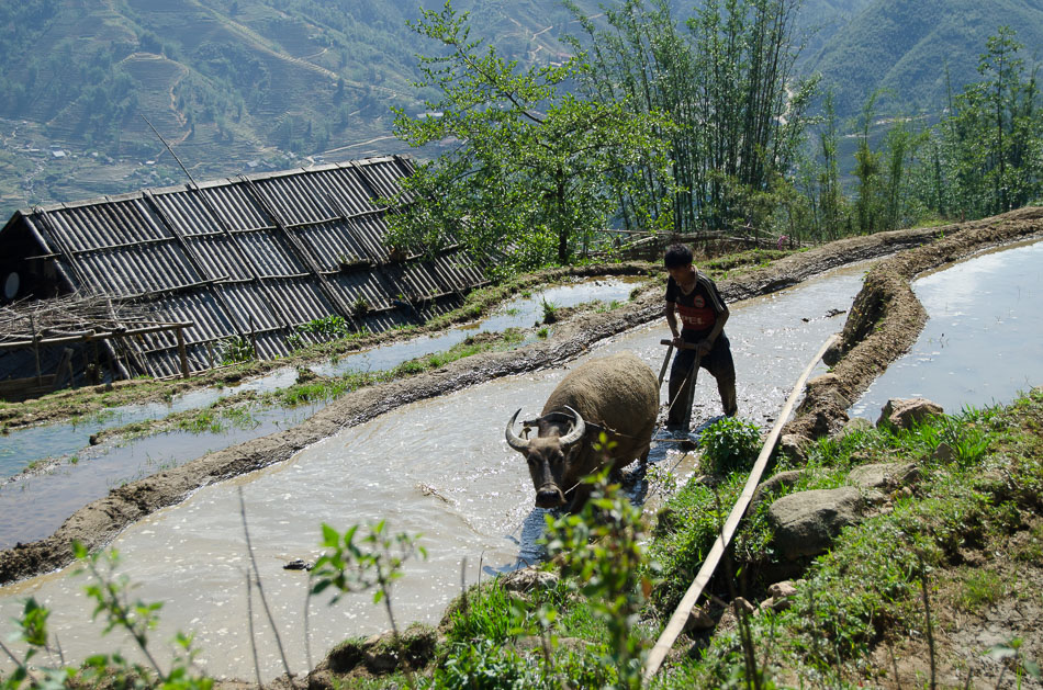 Water buffalo and farmer at a Sapa rice paddie